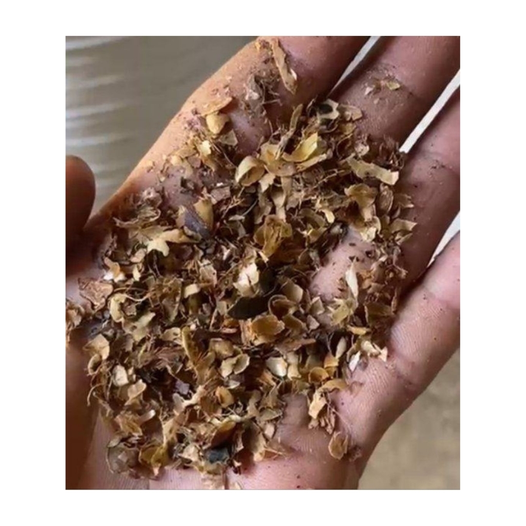 kulit kopi murni 1 kg dari lereng muria