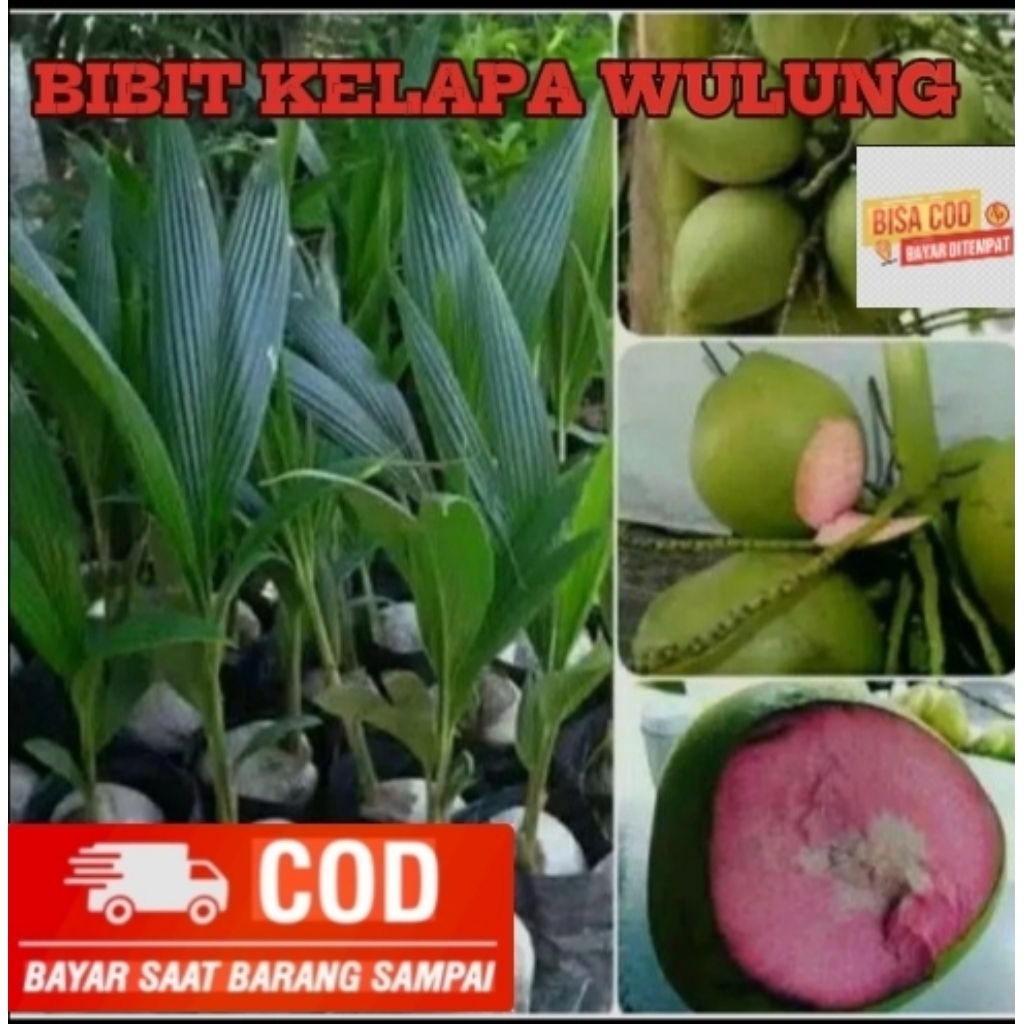 Bibit Kelapa Wulung // bibit kelapa ijo Wulung // bibit kelapa