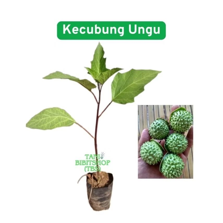 Bibit Kecubung Ungu Siap Tanam