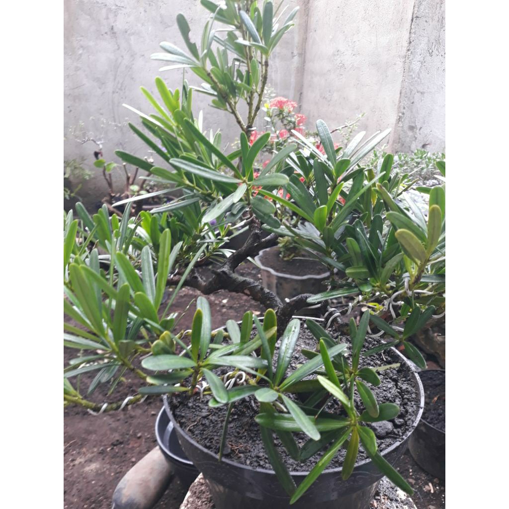 Bonsai Bahan Lohansung