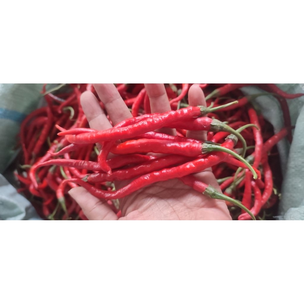 CMK Cabai Merah Keriting (KHUSUS JAWA TENGAH)