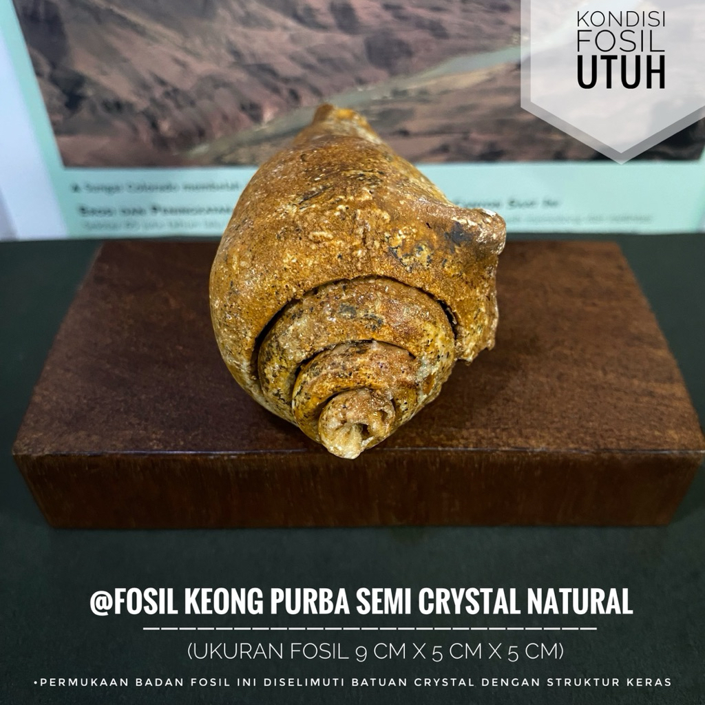 Fosil Keong Purba Semi Crystal Natural B79 atau Fosil Gastropoda atau Fossil Snail atau Fosil Kol Bu