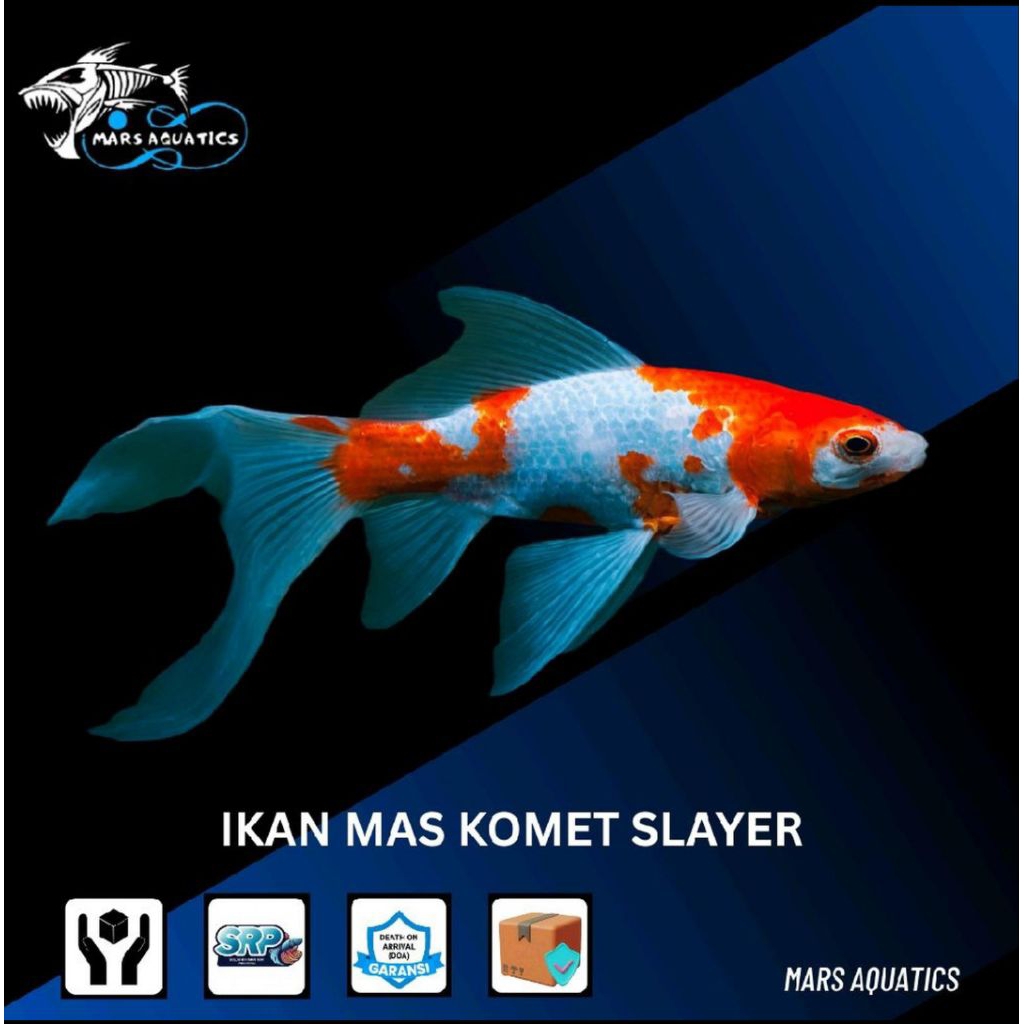 Ikan Hias Ikan Komet Slayer