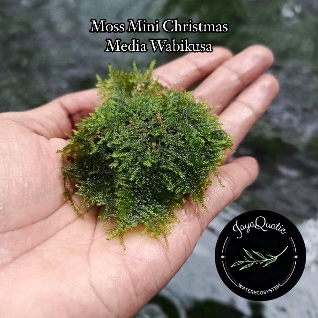 Moss Mini Christmas Media Wabikusa - Tanaman Aquascape Aquarium