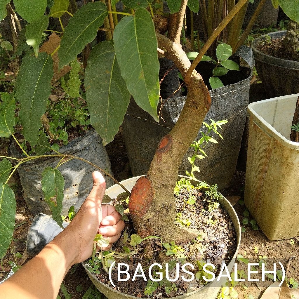 BONSAI BUNUT PUCUK MERAH