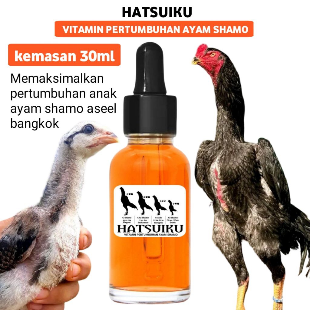 Vitamin anak ayam shamo aseel bangkok