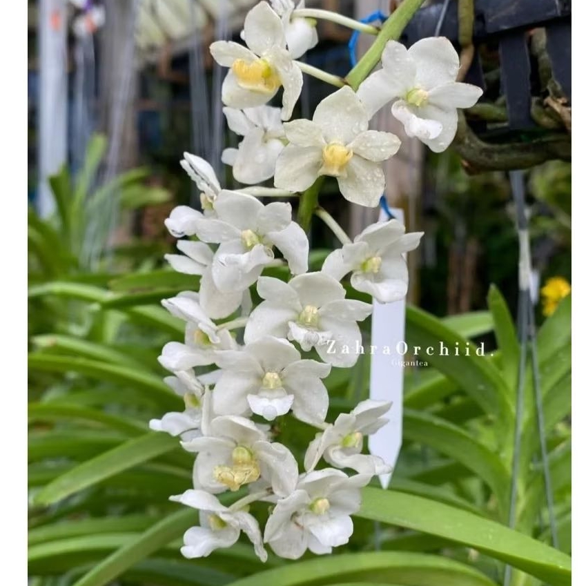 Gigantea white dewasa (RG white)