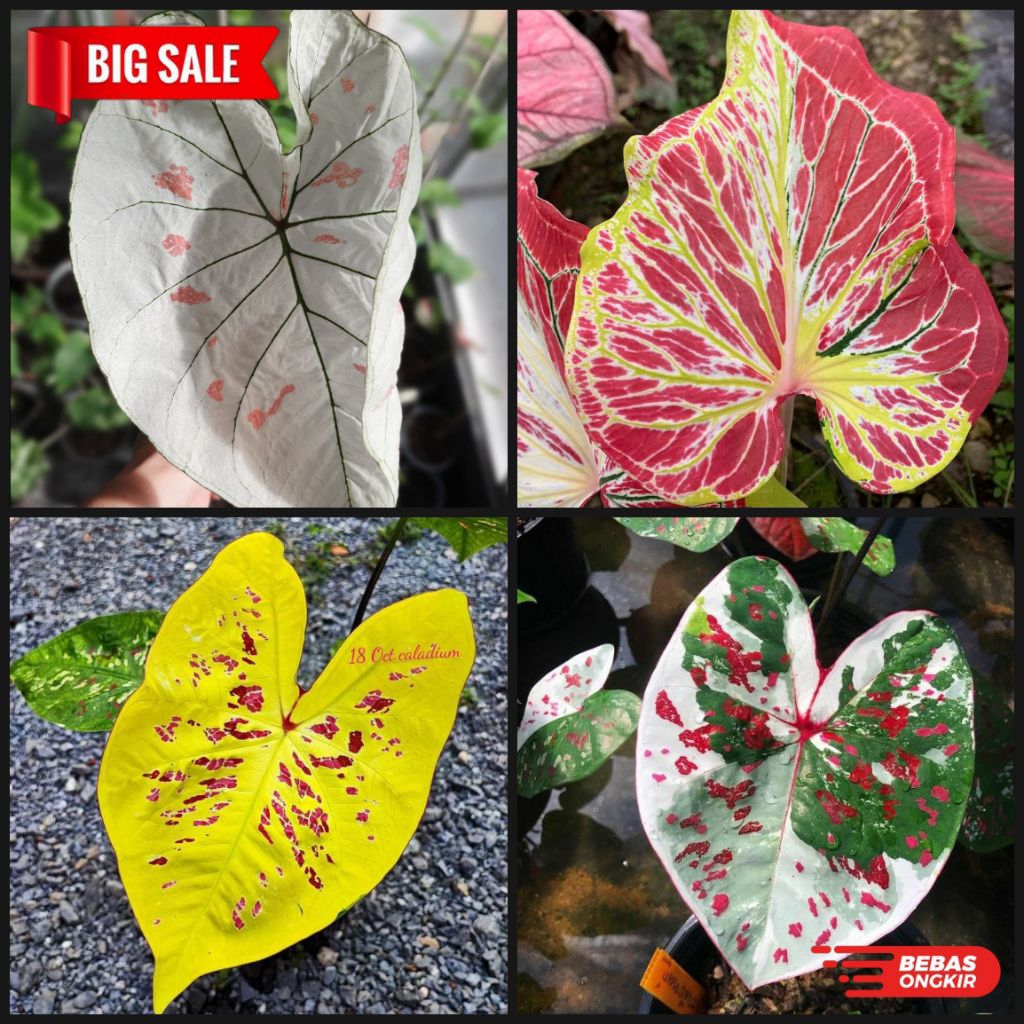 (NEW) keladi hias paket 4 bonggol // paket murah // paket keladi hias Ecoseed