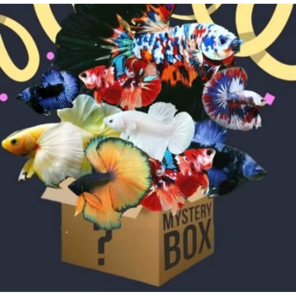 misteri box ikan cupang random