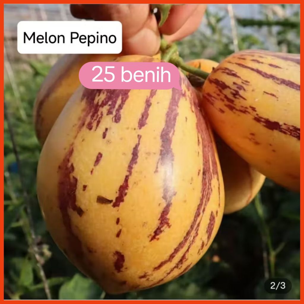 Benih Melon Pepino (25 benih)