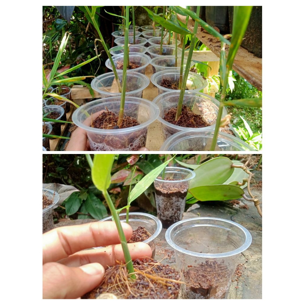 jual bibit jahe emprit dan jahe gajah sudah bertunas satu paket