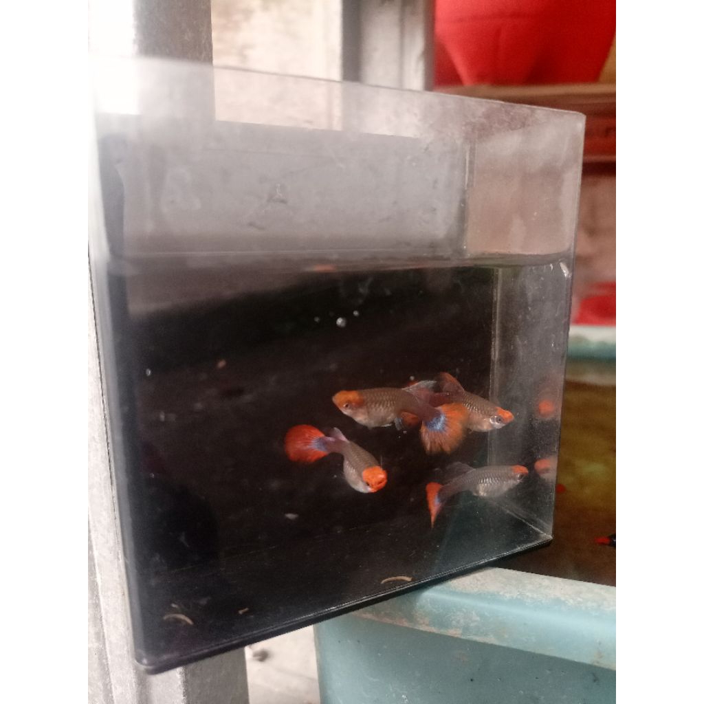 PRTDE KOI HIASAN AQUARIUM