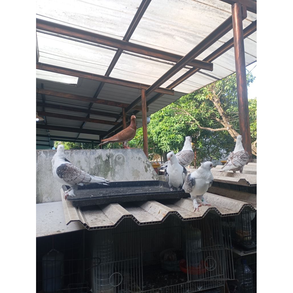 merpati hias santinet blacklace/brownlace