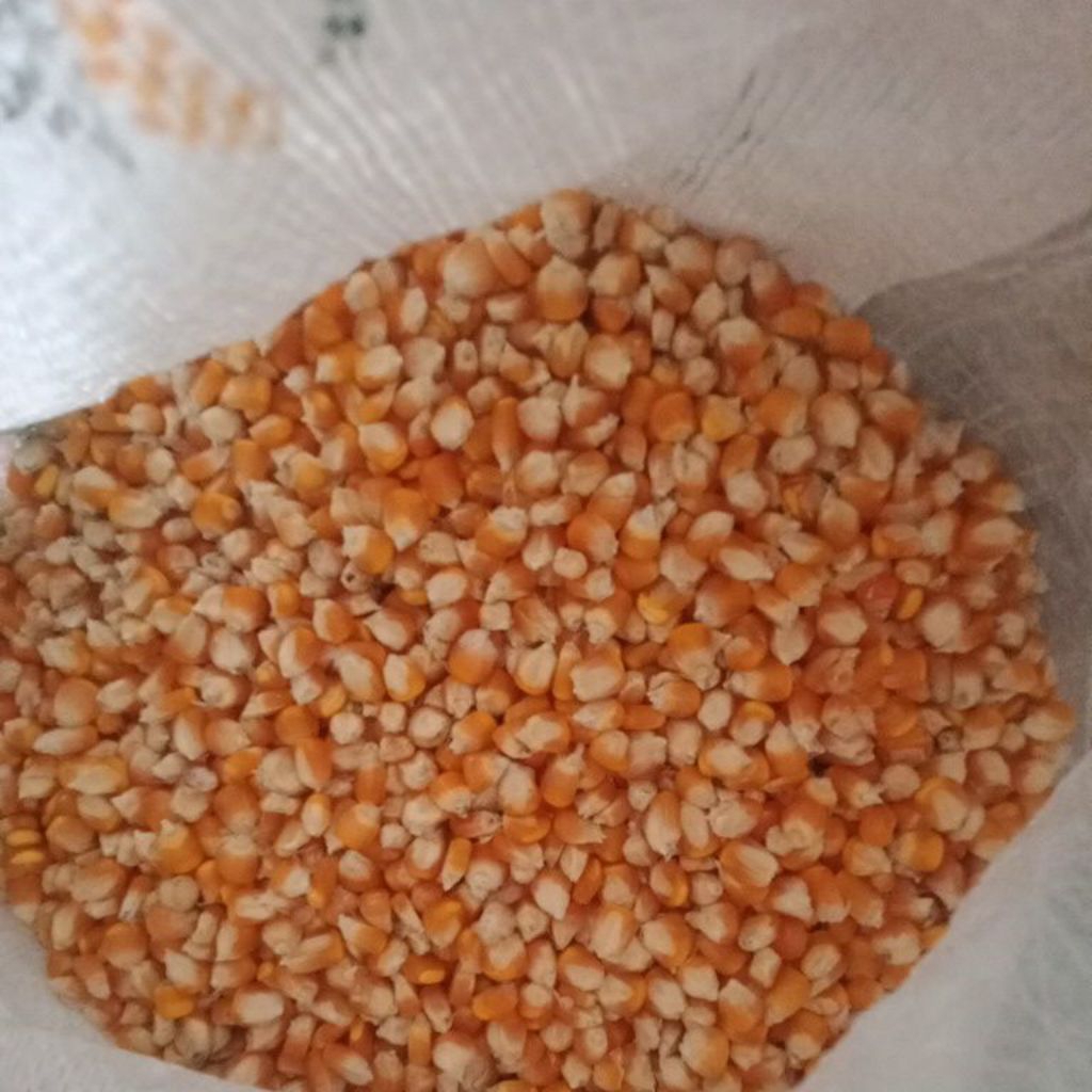 JAGUNG Desa PAKAN BURUNG DARA,MERPATI