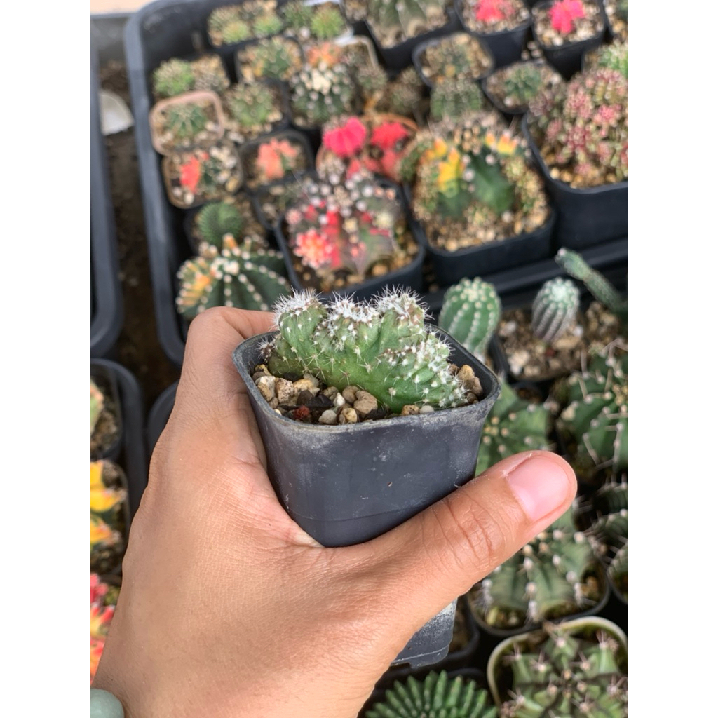 Lobivia Crested kristata kaktus astro  tanaman hias hidup gurun hadiah gift hobby hobi ulang tahun u