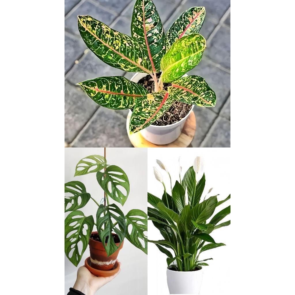 3 bibit tanaman hias aglonema Dona Carmen - janda bolong - peace Lily daun merah putih bunga