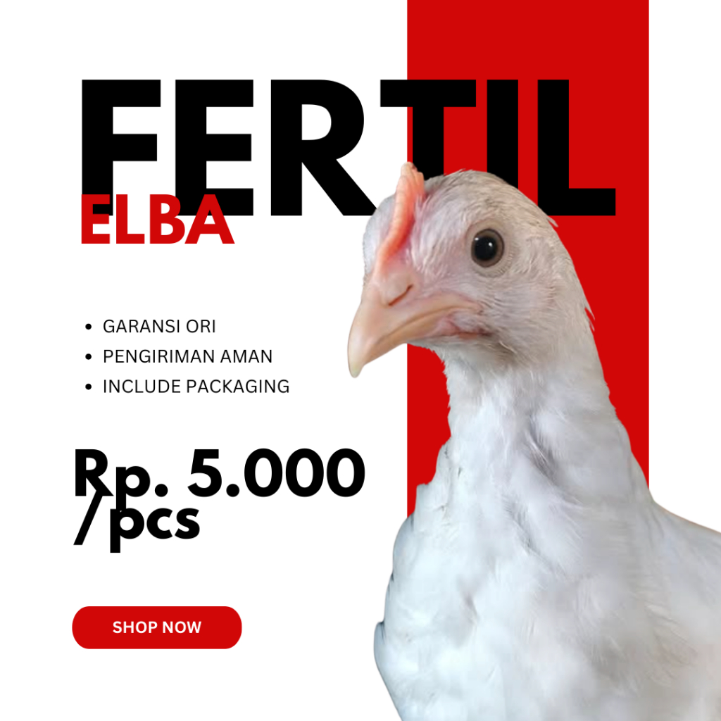 Telur Fertil ELBA Ayam Petelur ORIGINAL