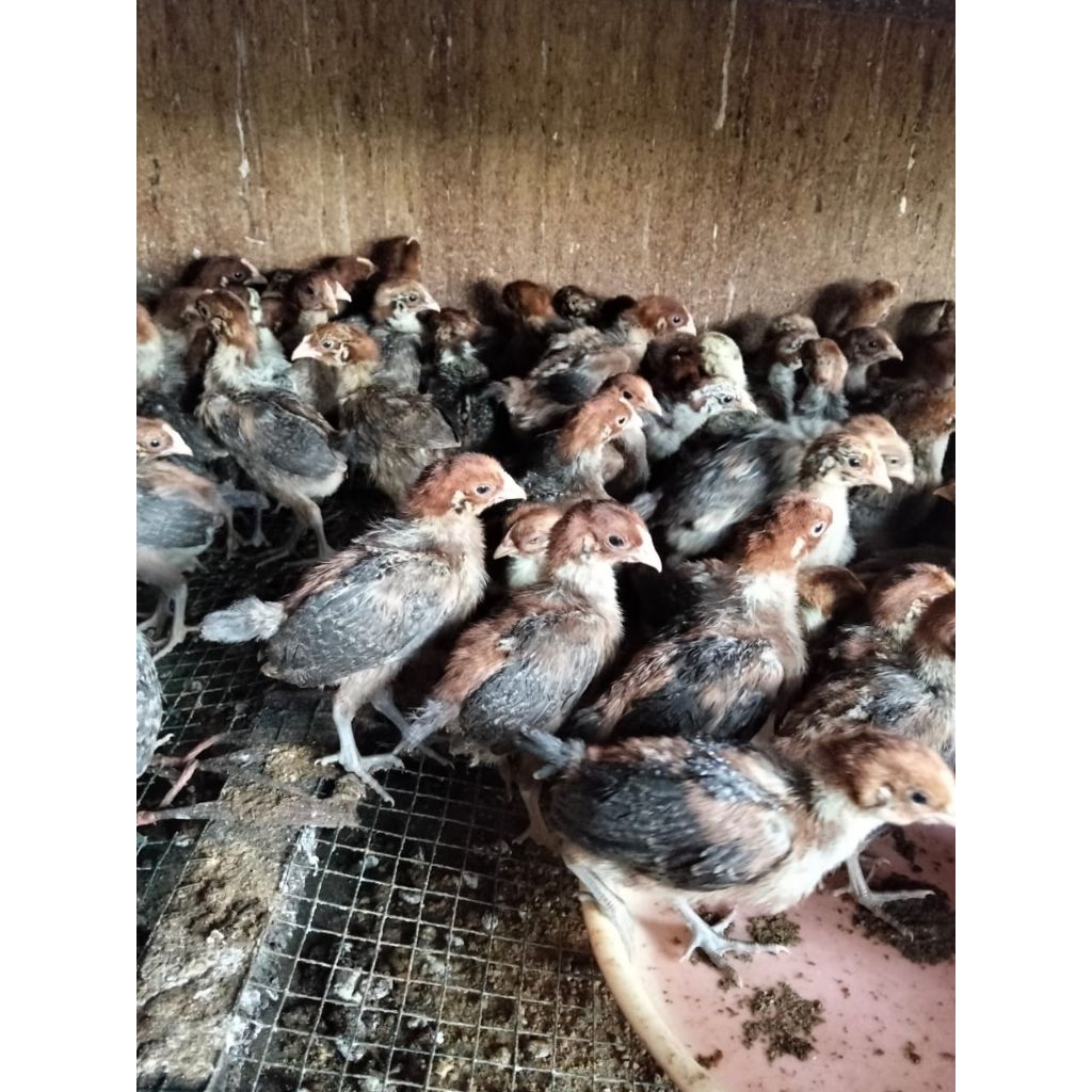 ayam kampung Arab asli usia 3 mingguan sudah vaksin