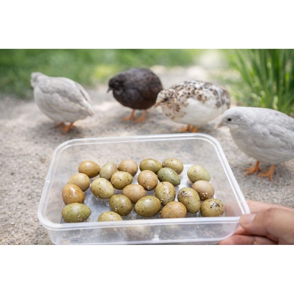 Telur Tetas Fertil Puyuh Batu