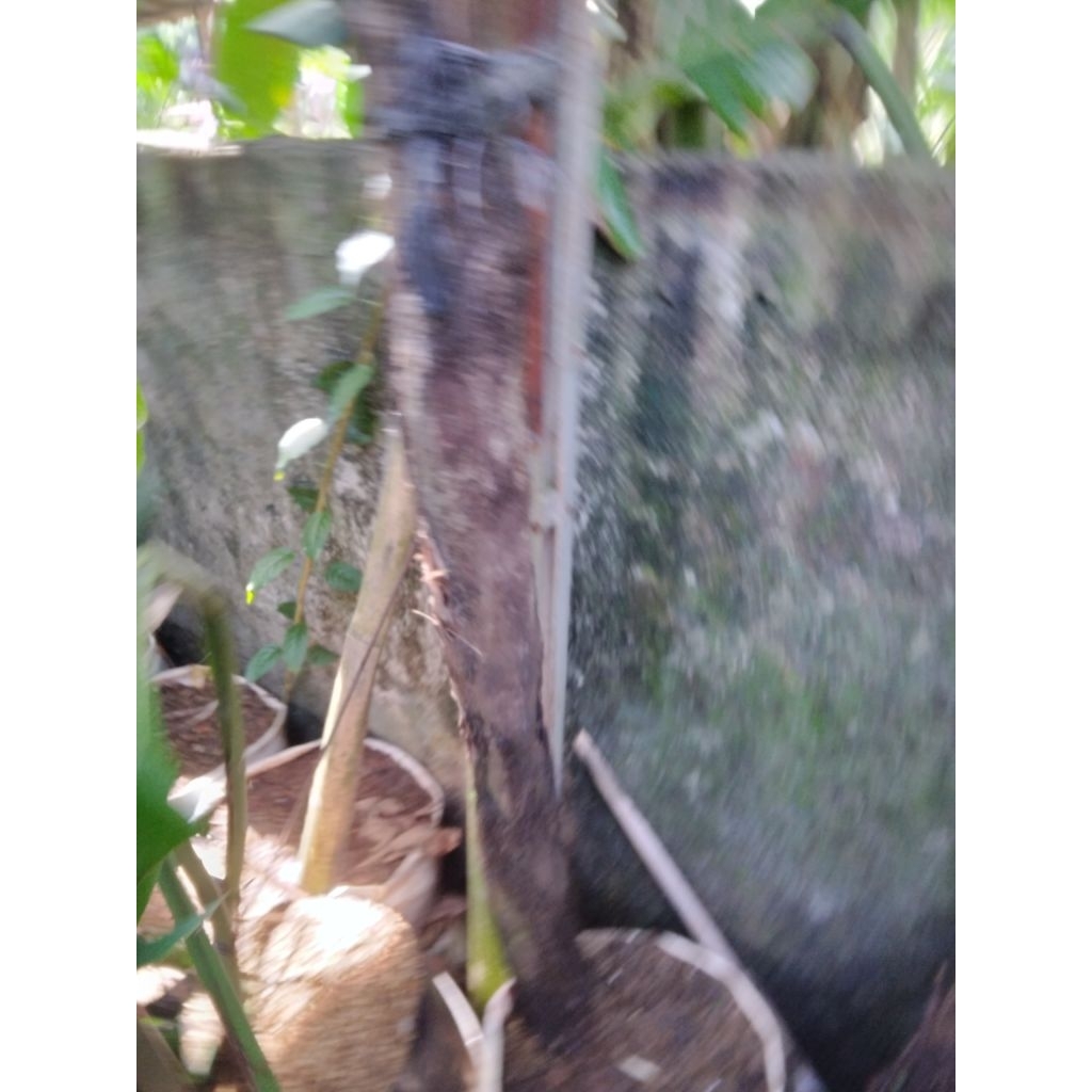 tanaman hias pakis monyet pohon pakis hutan