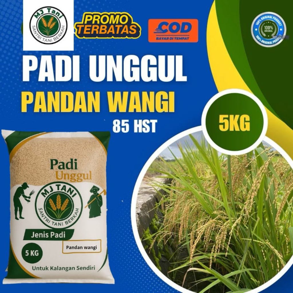bibit padi pandan wangi terbaru 5kg aromatik pulan