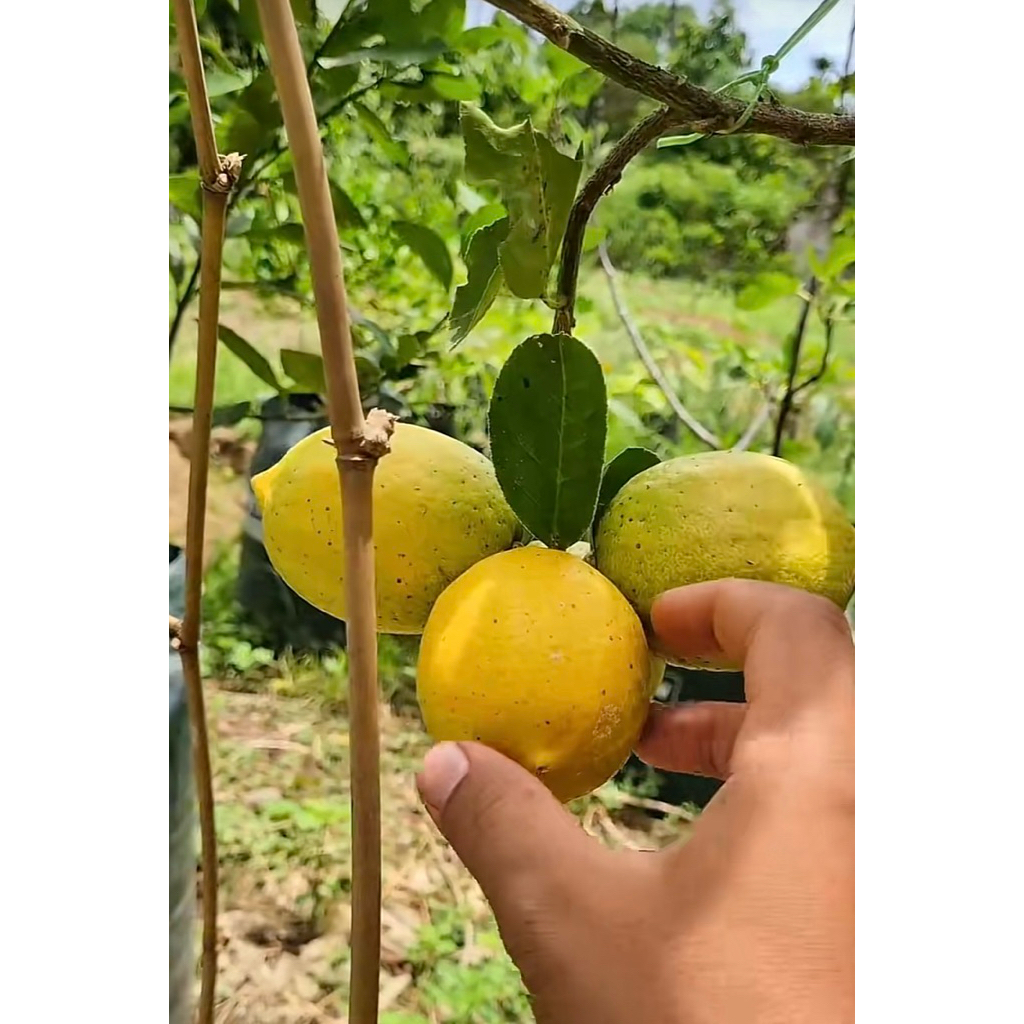 Bibit Buah Lemon California atau Tanaman Buah Lemon California