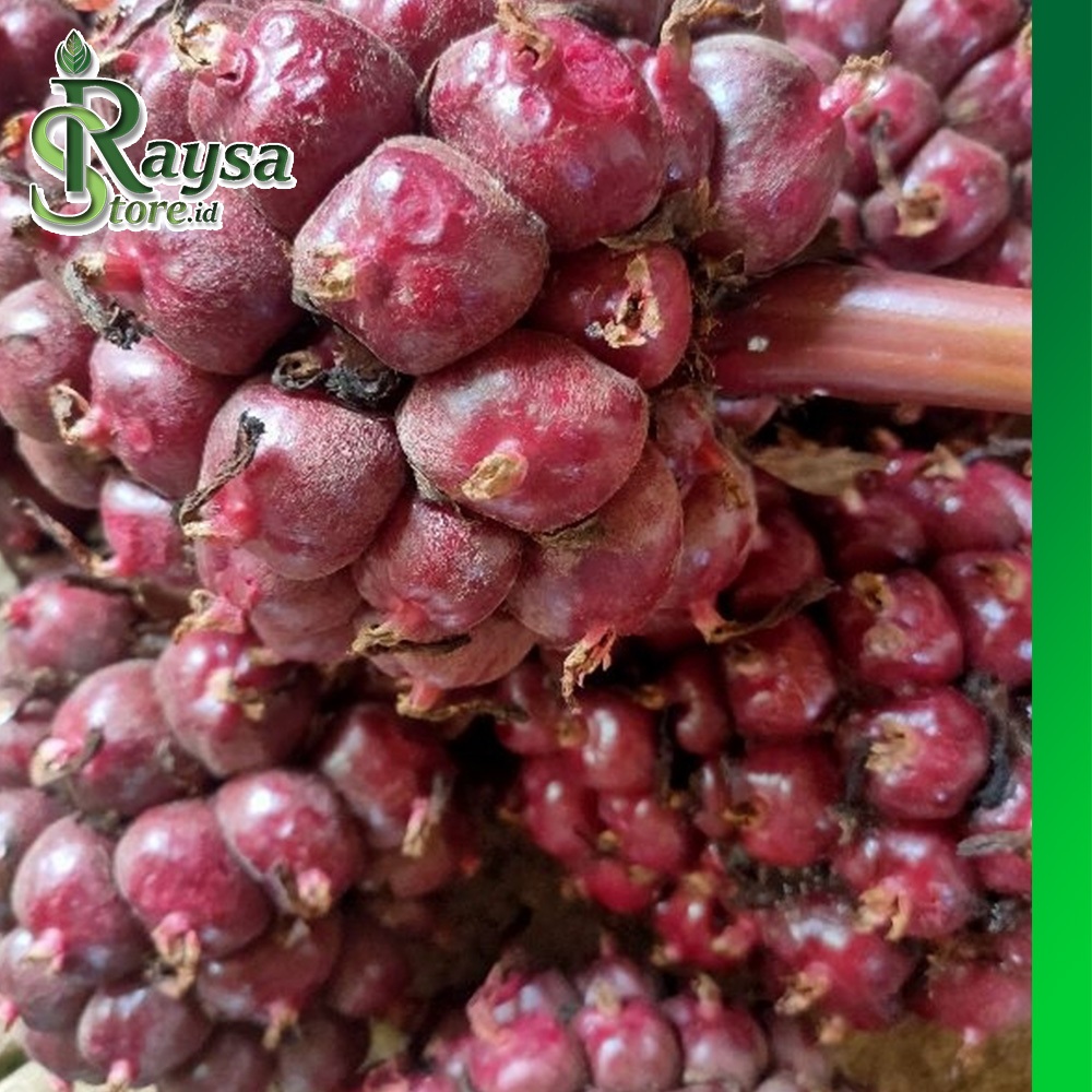 Honje laka honje hitam herbal khas Pangandaran berat 1kg