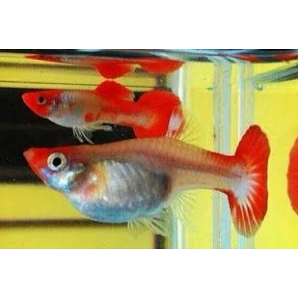 Grosir Hiasan akuarium 10 ekor betina koi guppy murah