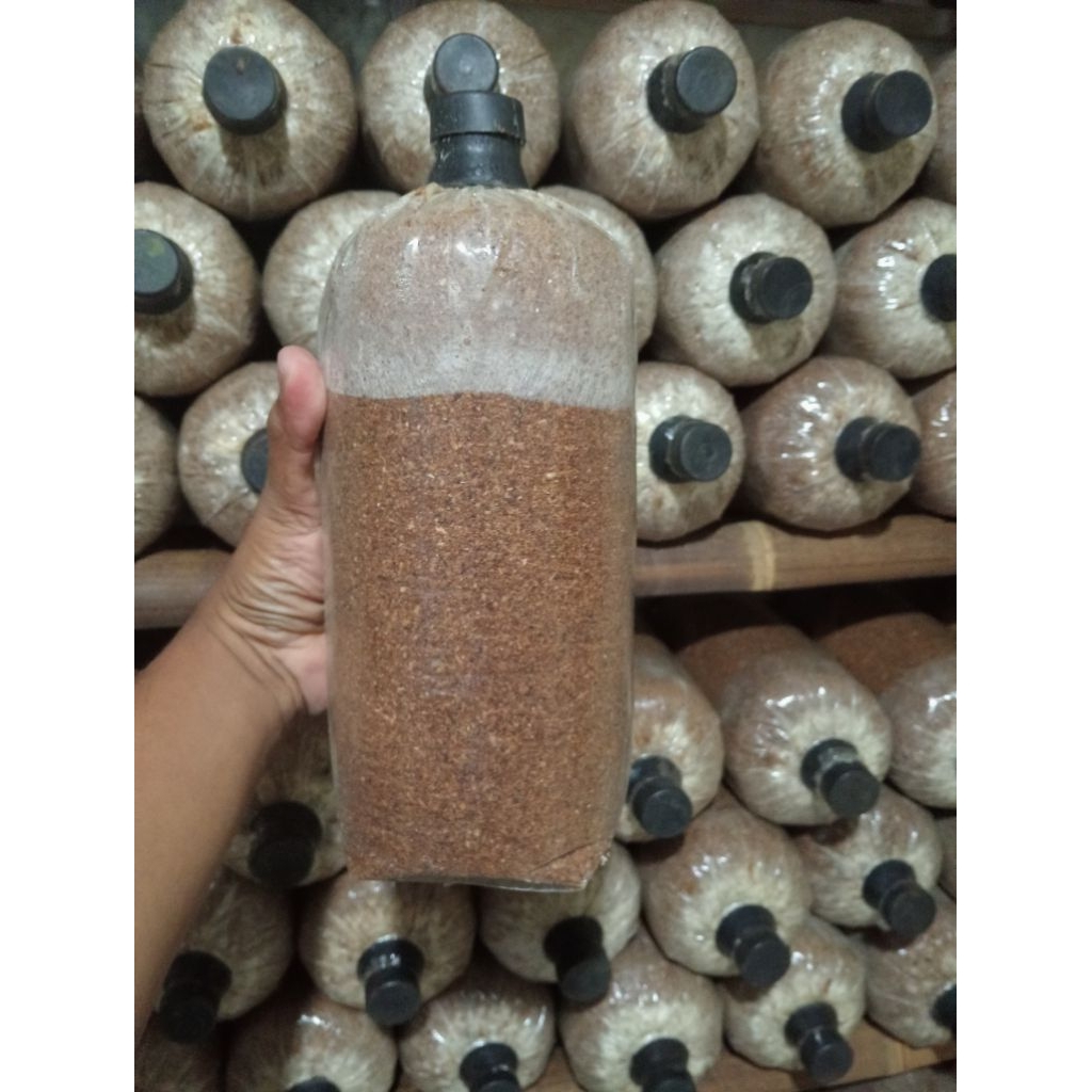 Baglog Jamur tiram putih media tanam baglog jamur tiram putih bibit f3