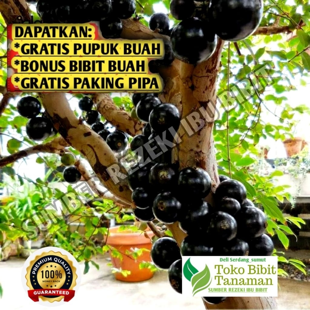 bibit anggur pohon jenis preco original