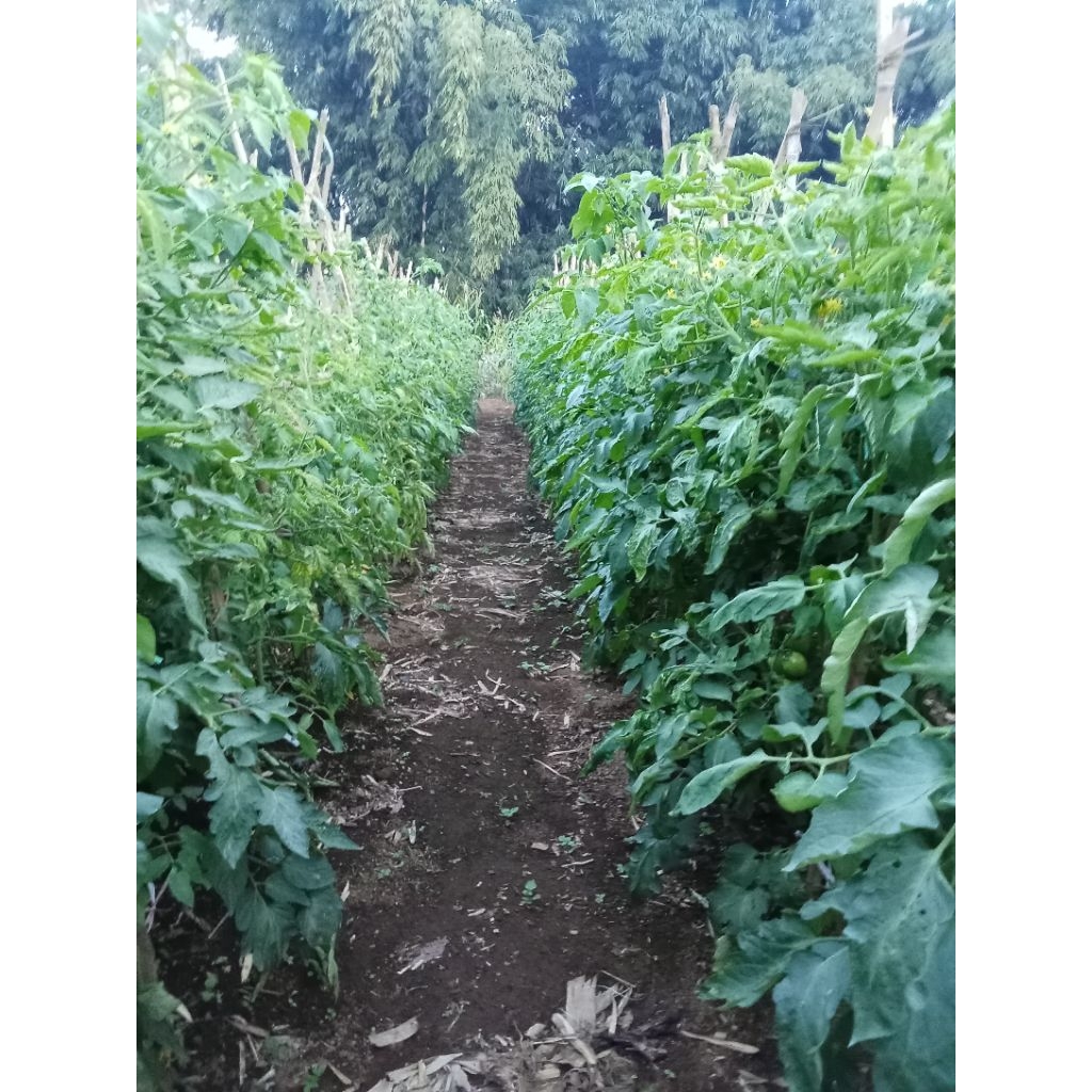 bibit biji tomat Nikita Tavi F1 Tunas Agro