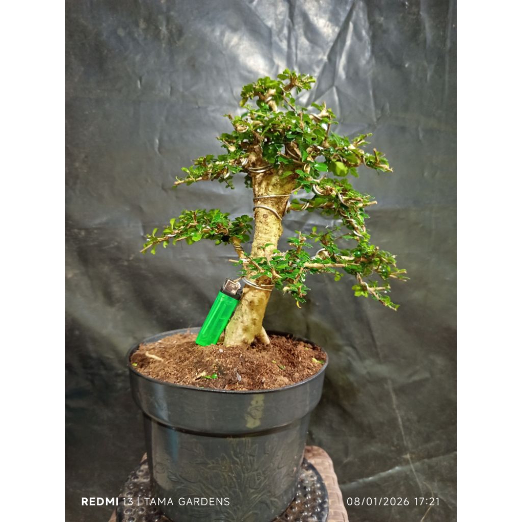 Bonsai hokiantea mikro siap pajang gaya formal SESUAI FOTO 023