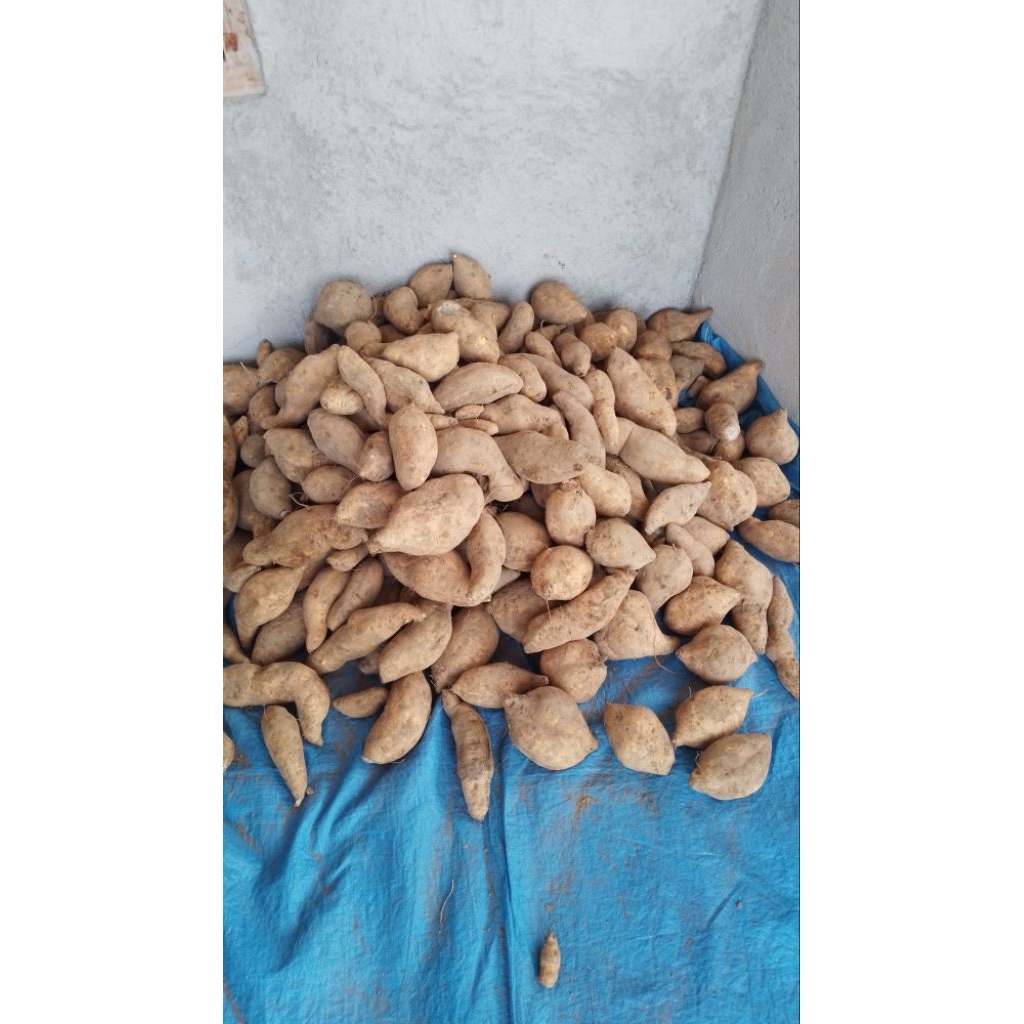 TELO MADU / UBI CILEMBU madu madu/ KETELA OVEN