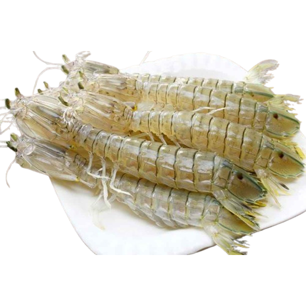 Udang Ronggeng 1Kg / Udang Ronggeng Segar / Udang Mantis Shrimp