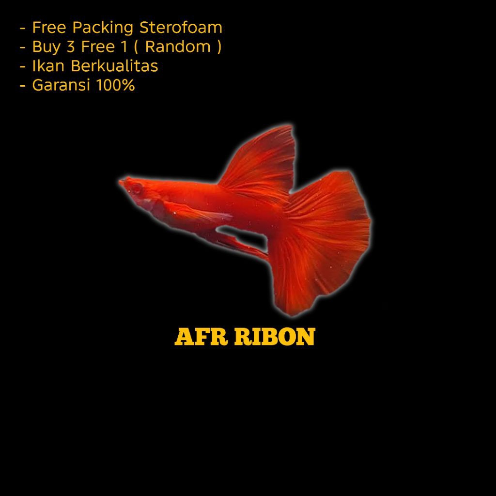 Hiasan Aquarium Guppy Albino Full Red Ribon