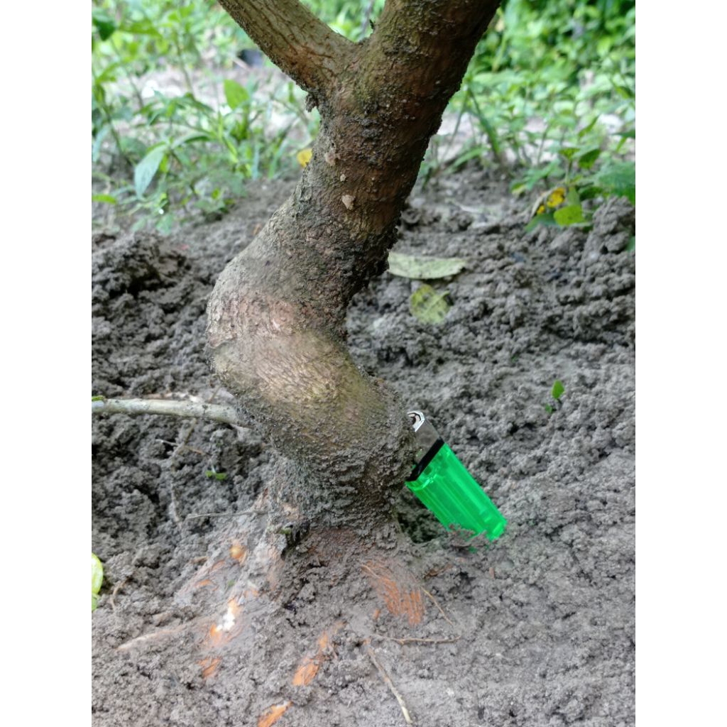 bahan bonsai sancang gerak dasar fresh dongkel realpic