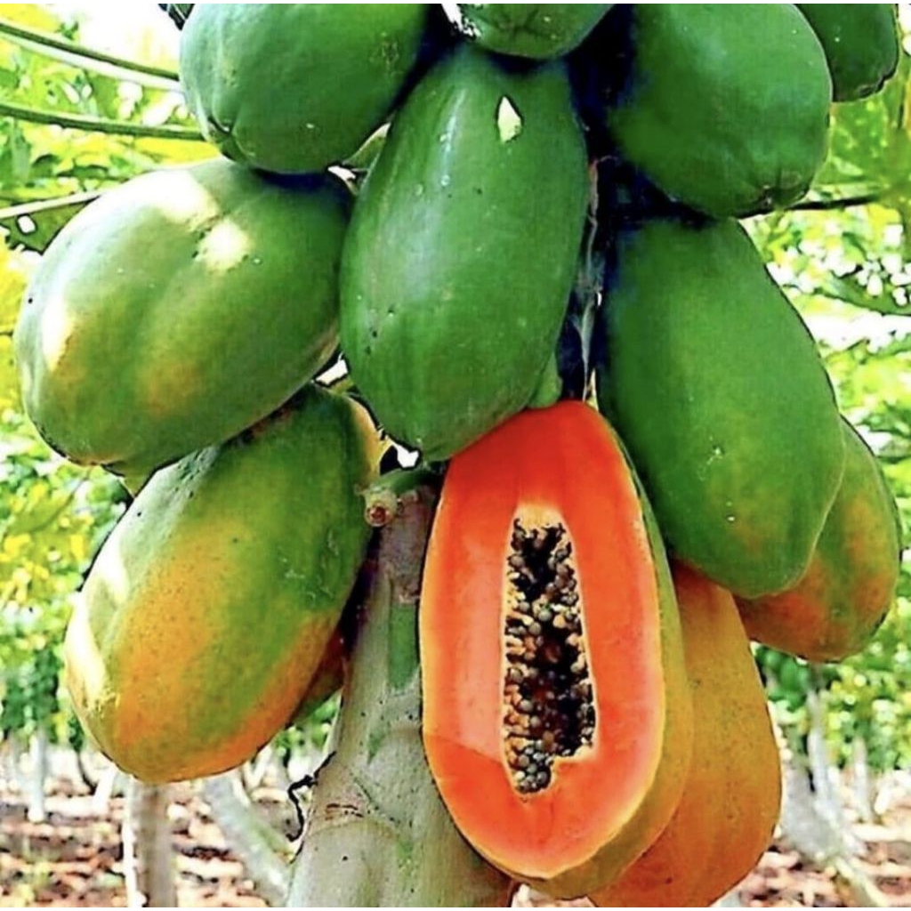 Pohon pepaya california bibit tanaman pohon buah pepaya california