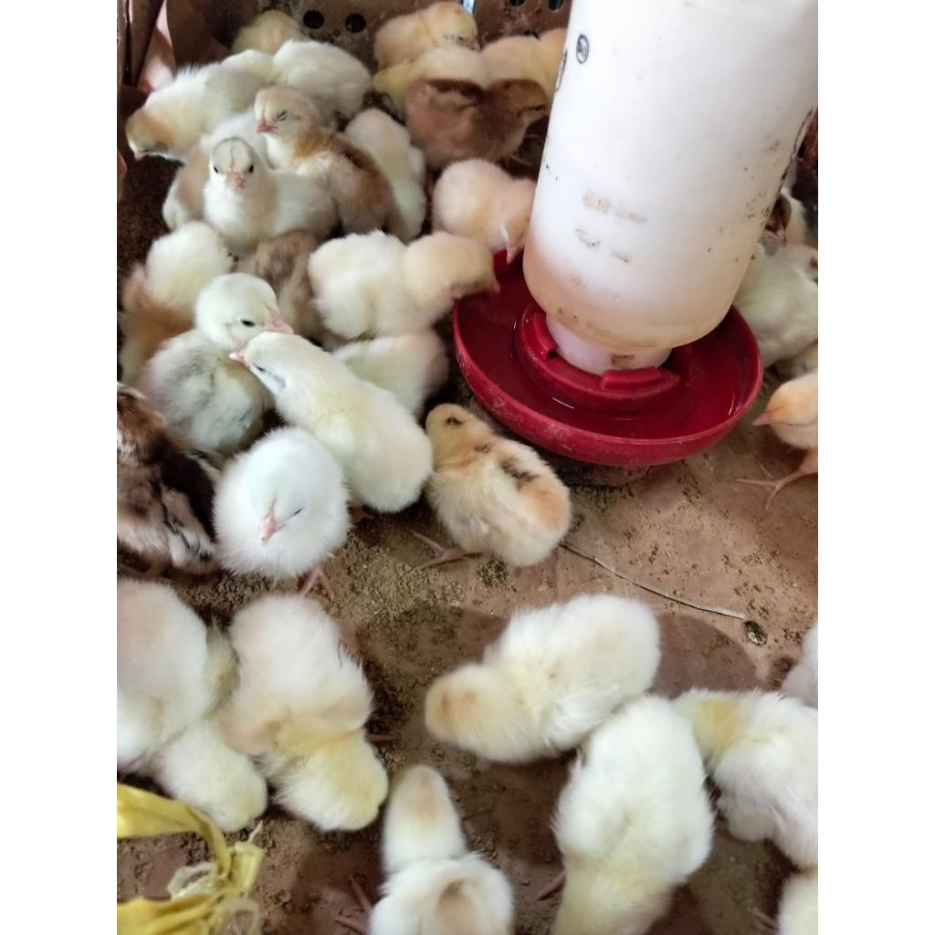 Doc ayam kampung kub kaki kub janaka asli harga per ekor sudah vaksin