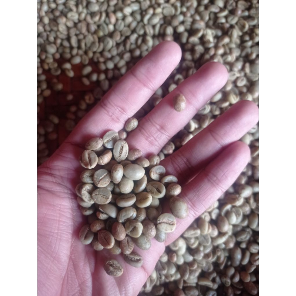 GREENBEAN ROBUSTA GRADE 1, 1kg Biji kopi mentah robusta sortir