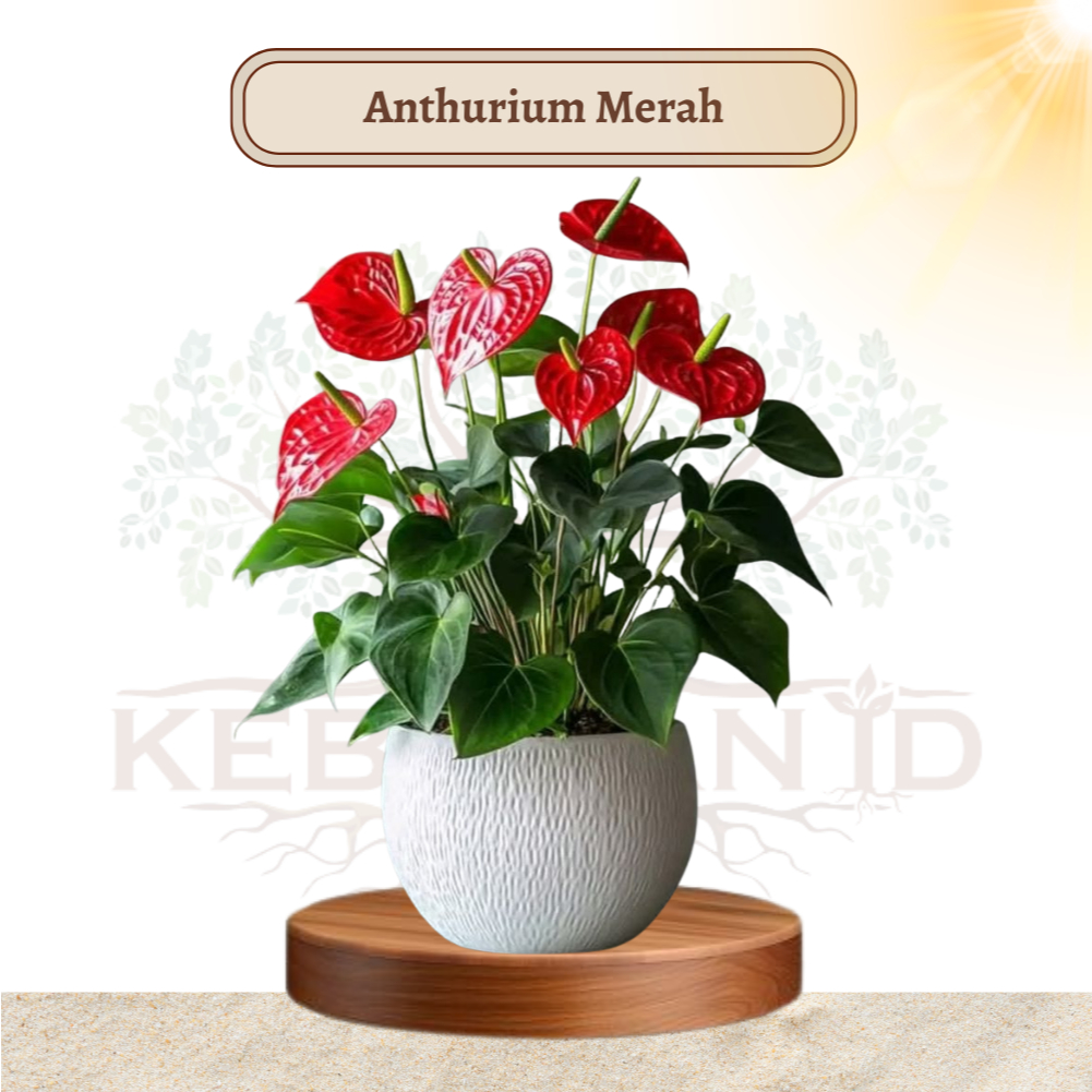 Paket Bundling Anthurium Holland Merah Bunga Besar Rimbun