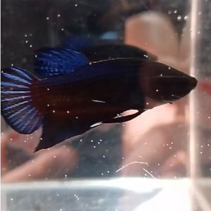 Ikan Cupang Aduan MDS Lokal Size S++ Warna Acak, Sehat, Siap Adu