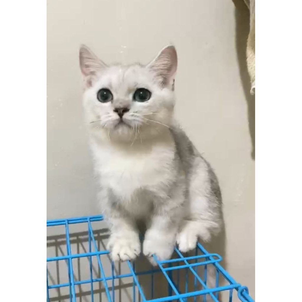 BSH munchkin silver jantan