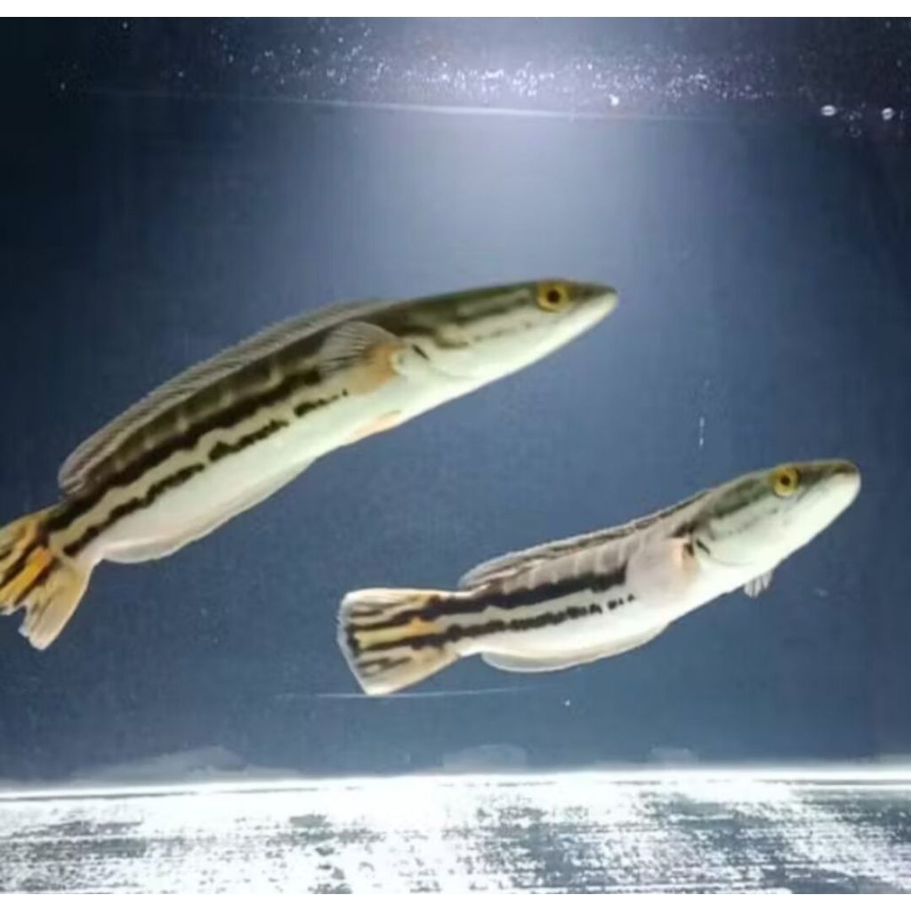 kebutuhan aquarium gabus toman ukuran 10-20 cm