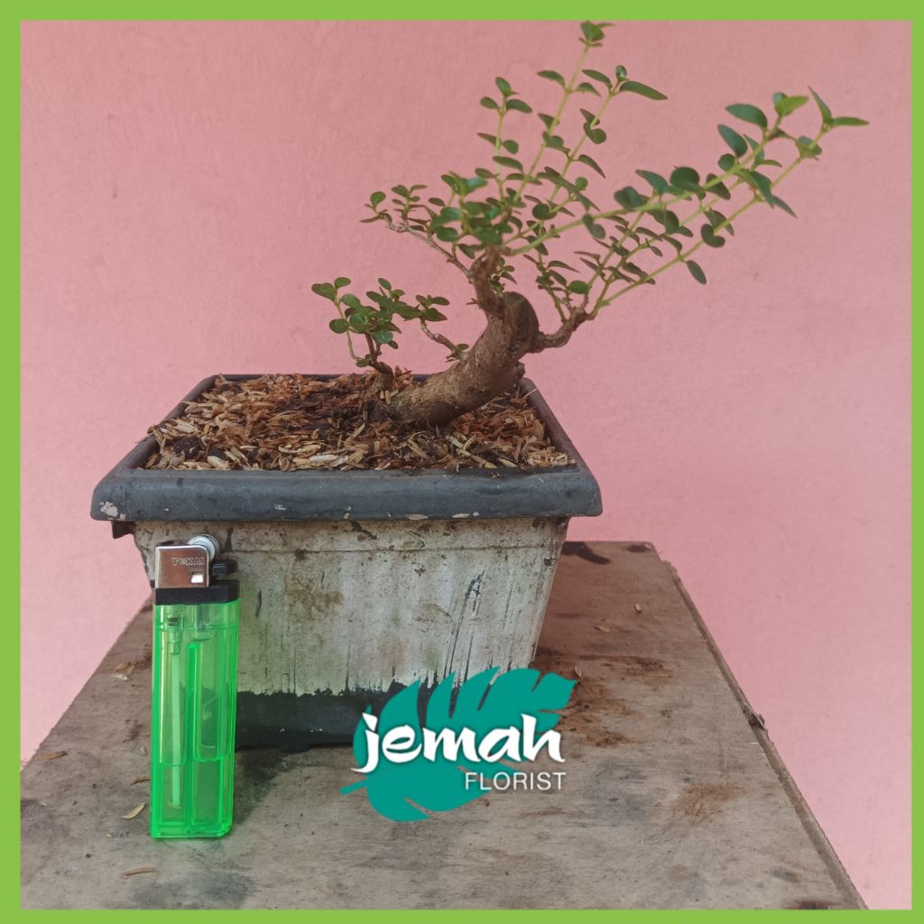 BONSAI SANCANG MAME/MINI BIBIT/BAHAN BONSAI
