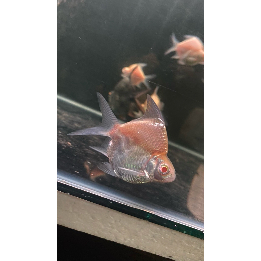 Mesin Aquarium Kaviat Super Short Body Size 6-8cm