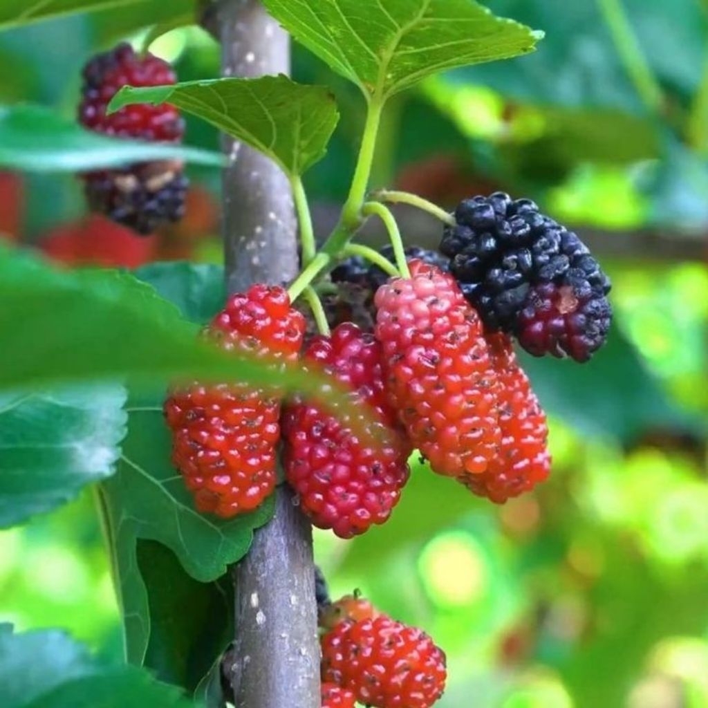 BIBIT TANAMAN MURBEI Sudah Berakar Pohon Buah Murbei Buah Manis