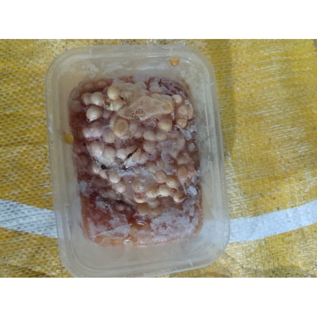 telur sembilang umpan galatama umpan pancing ikan