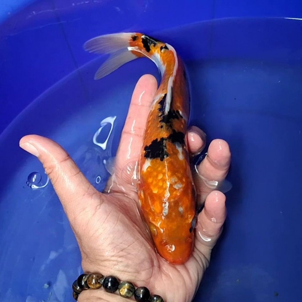Ikan Koi Blitar Jenis Sanke / Rumah Koi Jakarta / kode 0063