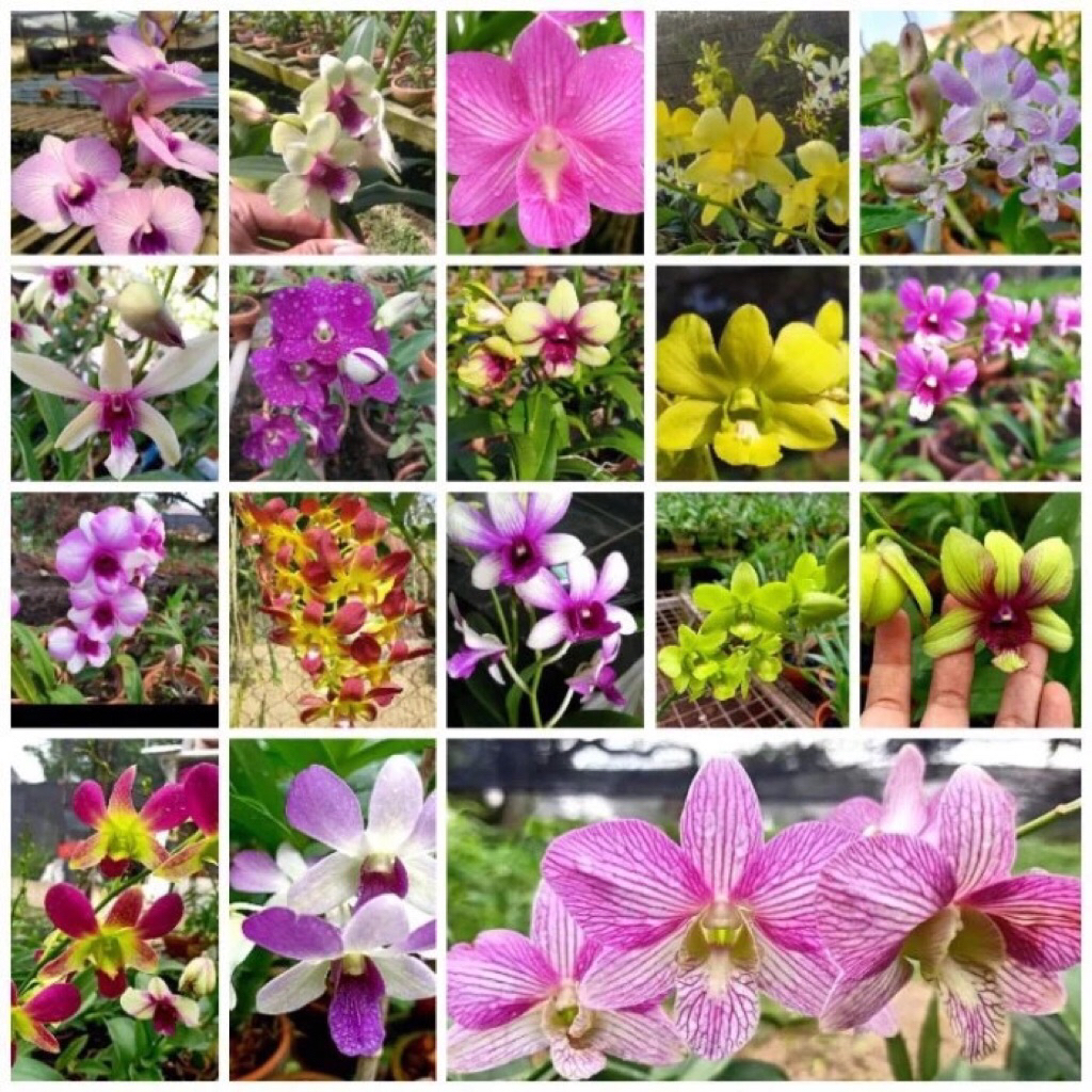 Anggrek Cymbidium Termurah - Anggrek Tanah Termurah - Bibit Anggrek Tanah - Bibit Anggrek Cymbidium