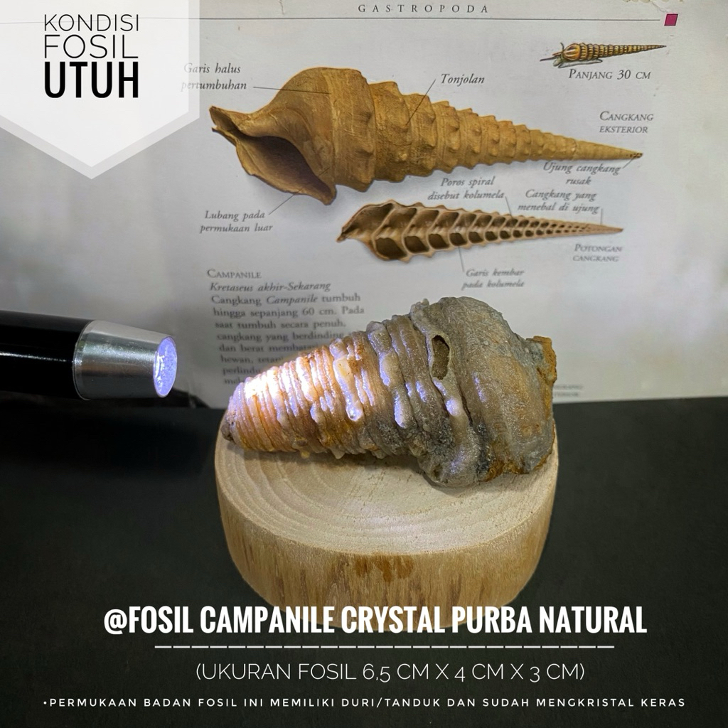 Fosil Campanile Purba Crystal Natural B55 atau Fosil Keong Tanduk Crystal atau Fosil Kerang atau Fos